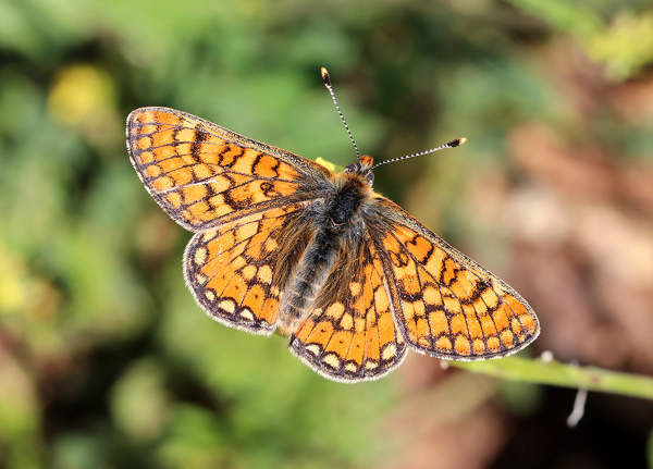 Damier de la succise (Euphydryas aurinia) © Marion Fouchard / LPO PACA